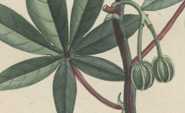 Médecinier manioc - Flore médicale des Antilles. Tome III, p. 113 
