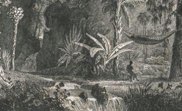 La forêt de Guyane - Illustration de La France pittoresque (en regard de la p. 310)