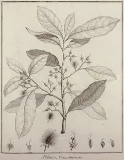 Dessin d'un plant d'ablania guyannensis