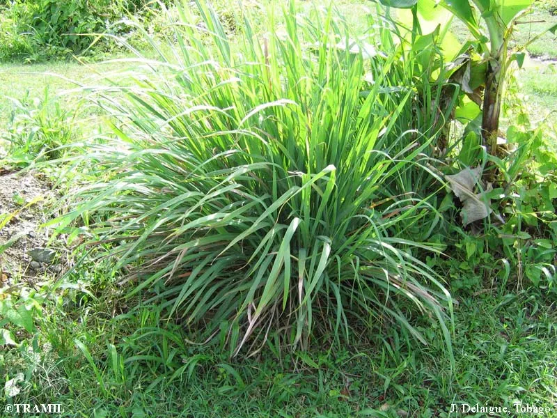 Photographie d'un palnt de citronelle