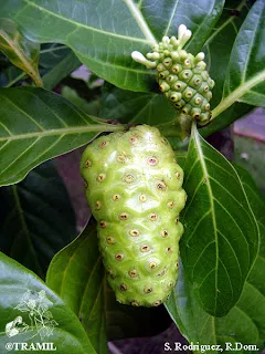 Photographie de la plante Morinda citrifolia