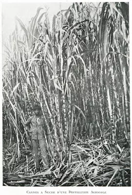 Image : cannes à sucre d'une distillerie agricole