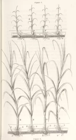 Dessin de plants de canne à sucre