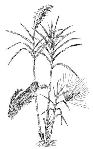 Dessin d'un plant de canne à sucre